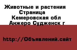  Животные и растения - Страница 12 . Кемеровская обл.,Анжеро-Судженск г.